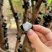 嘉宝果云南热带水果风味口感好营养价值高按需做货