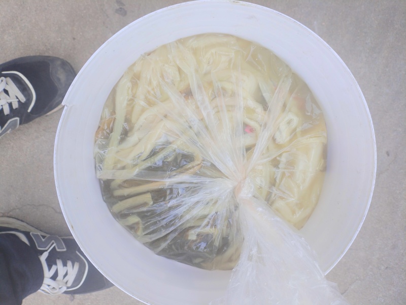 高杆白长白菜腌菜