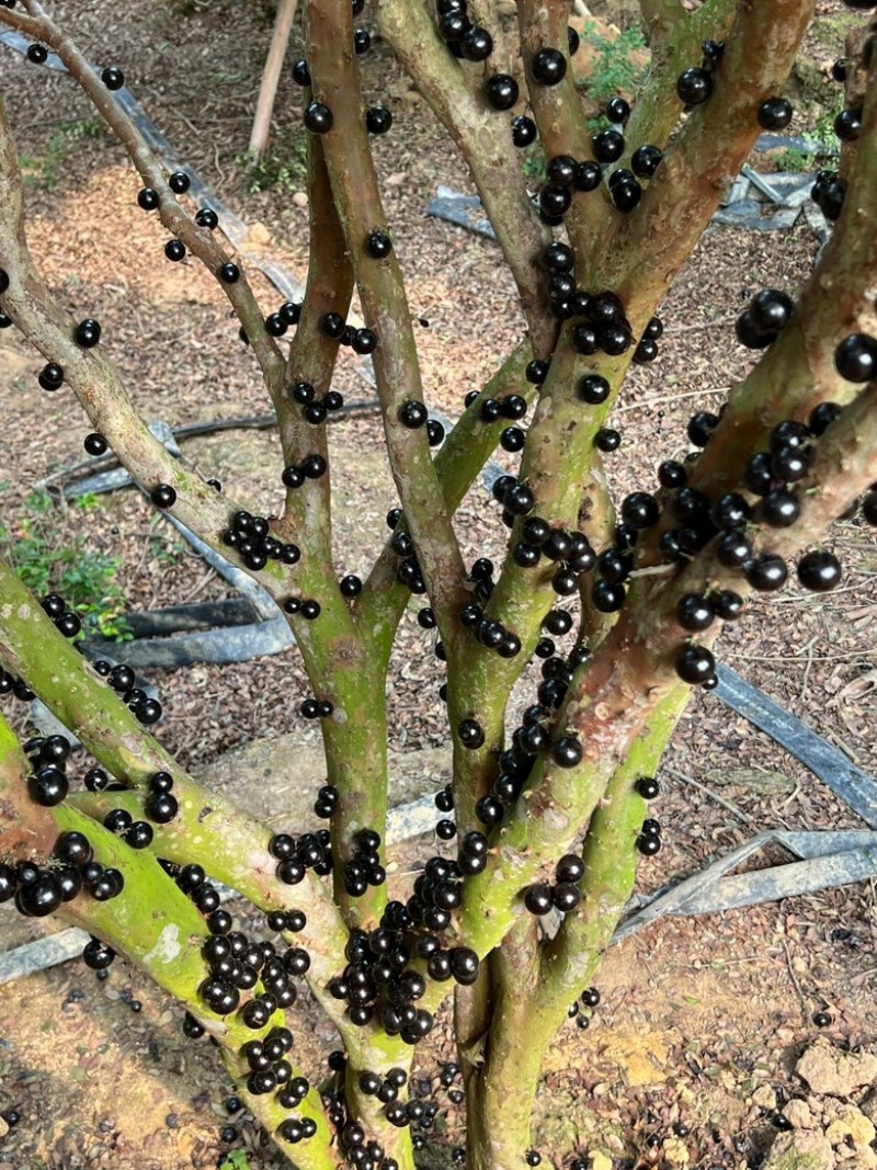 嘉宝果云南热带水果风味口感好营养价值高按需做货