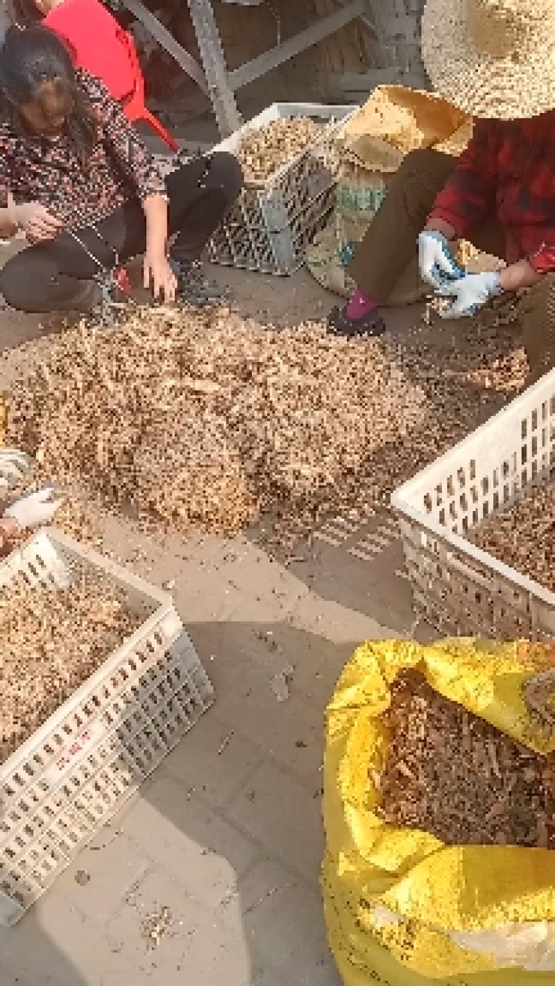 产地直供可以视频看货