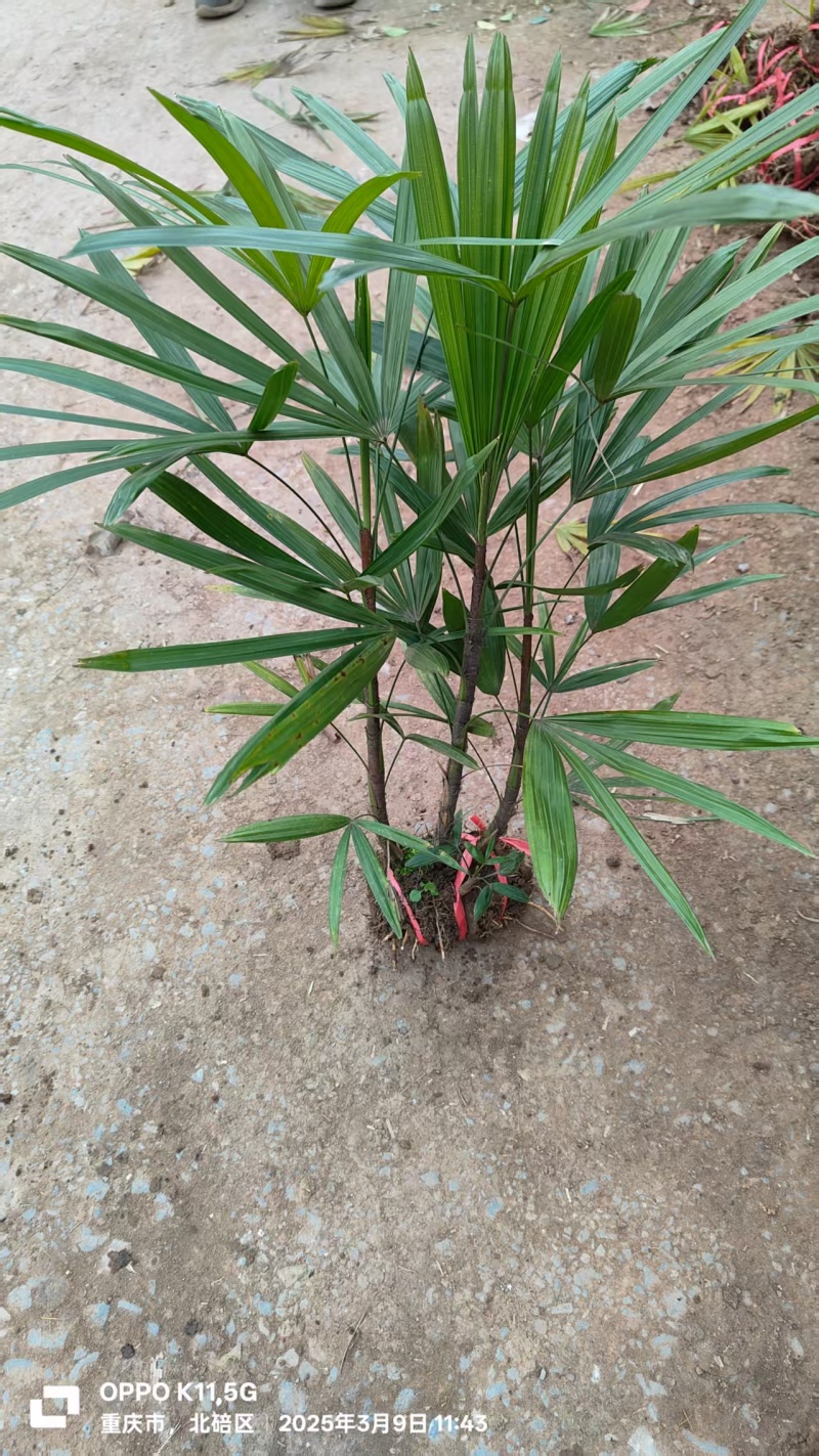 细叶棕竹
