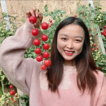 现摘串串瀑布番茄圣女果番茄樱桃番茄串果小番茄一口爆汁