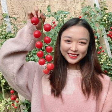 现摘串串瀑布番茄圣女果番茄樱桃番茄串果小番茄一口爆汁