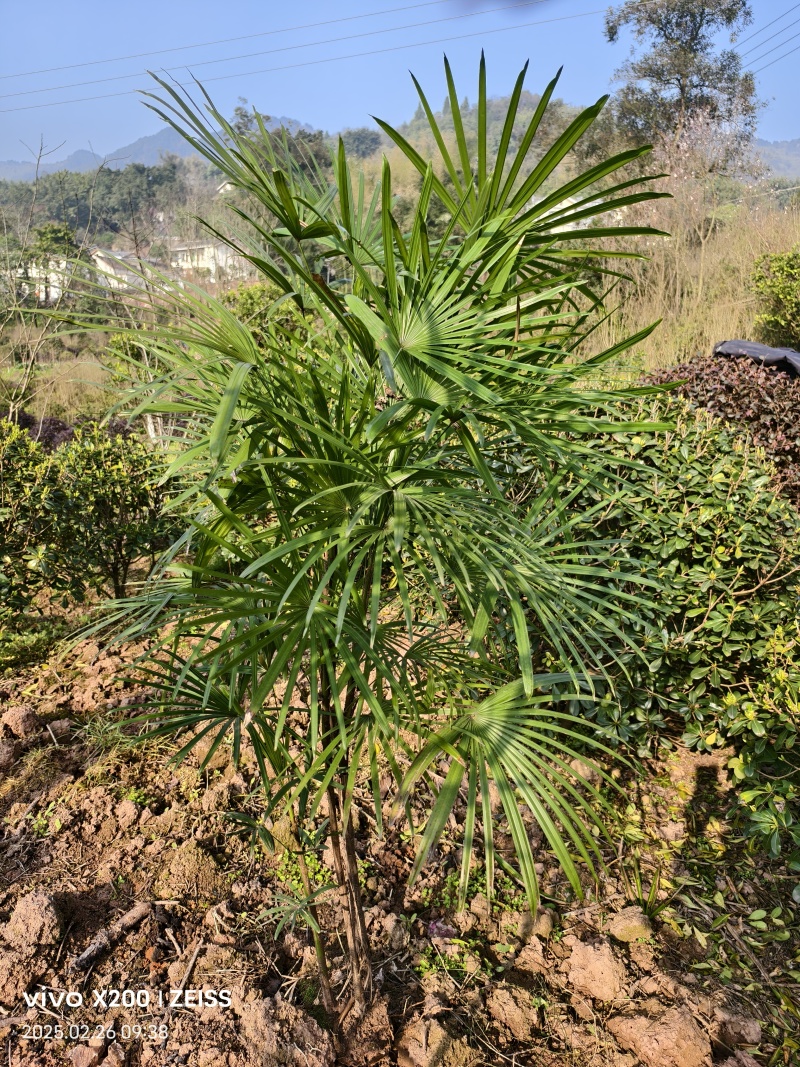 细叶棕竹
