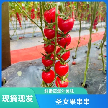 圣女果串串串果小番茄现摘瀑布番茄圣女果番茄樱桃番茄