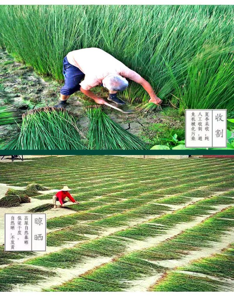 灯芯草整根带芯灯芯草（干货）可药用可编织