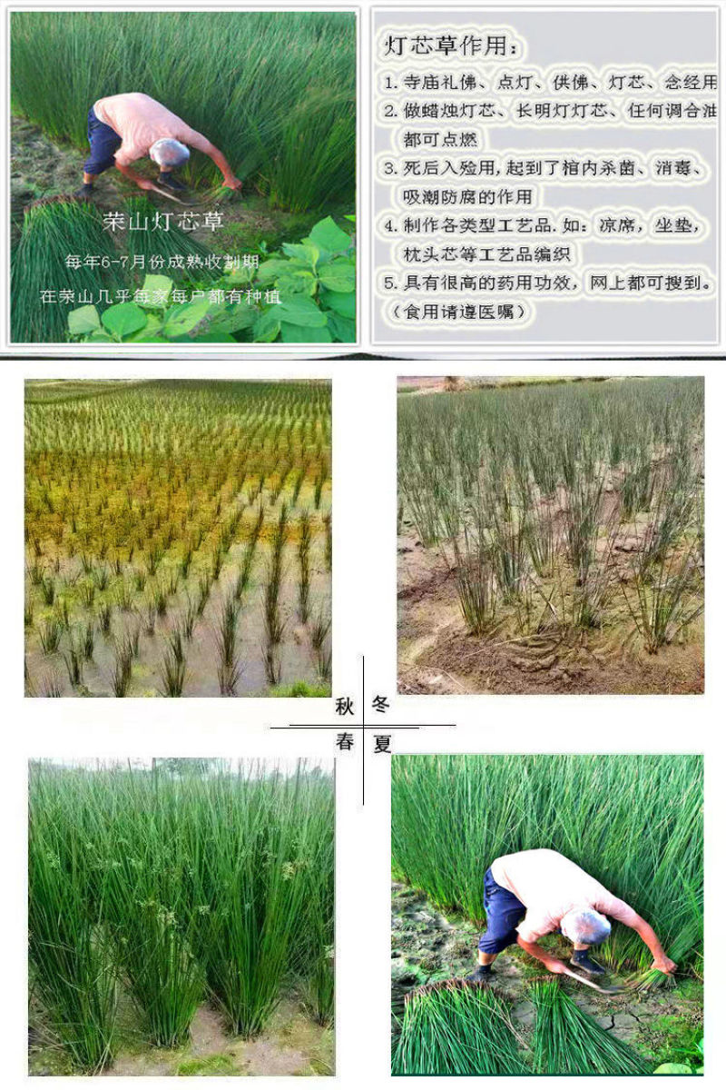 灯芯草整根带芯灯芯草（干货）可药用可编织