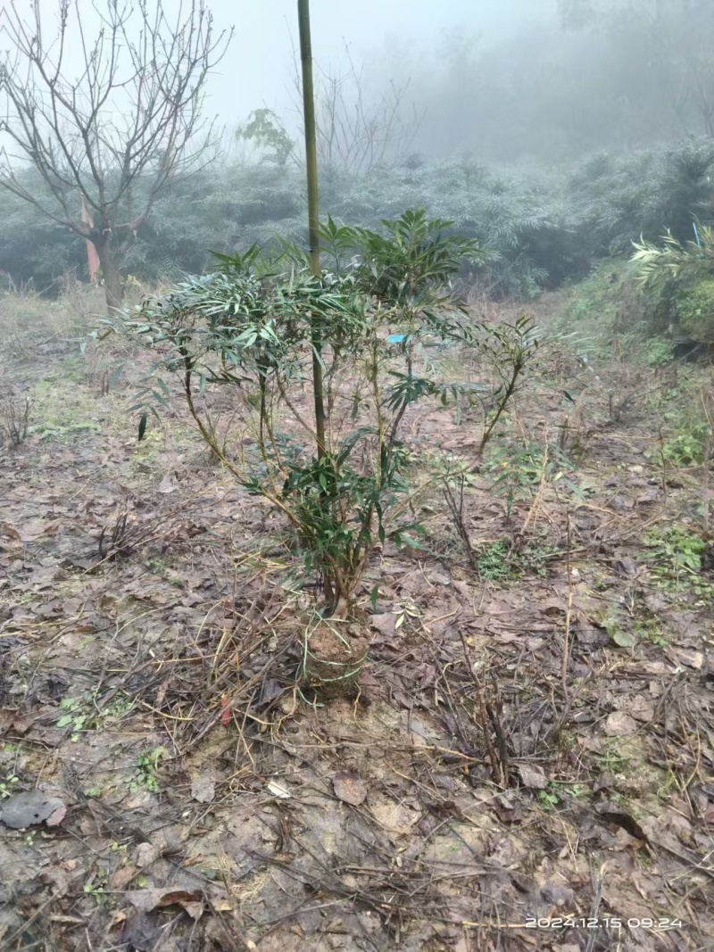柳叶十大功劳