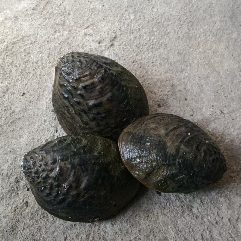 河蚌