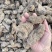 【精品】生地黄可视频看货一手货源量大从优，欢迎咨询