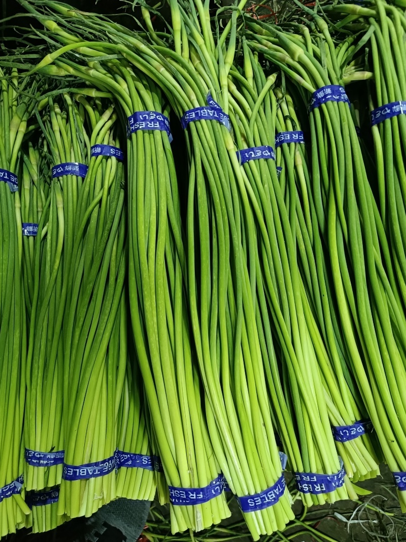 蒜薹新鲜蒜薹大量上市现采现发保质保量看货论价