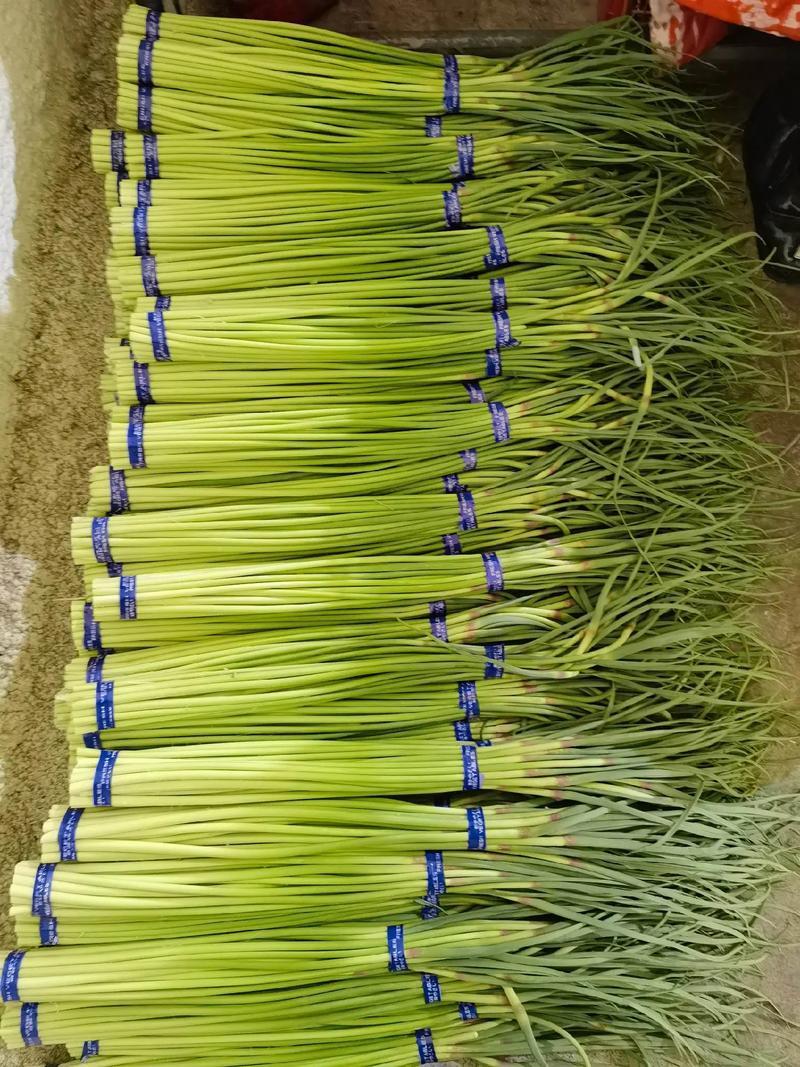 蒜薹新鲜蒜薹大量上市现采现发保质保量看货论价