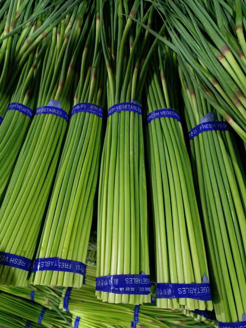蒜薹新鲜蒜薹大量上市现采现发保质保量看货论价