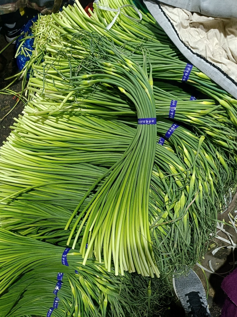 蒜薹新鲜蒜薹大量上市现采现发保质保量看货论价
