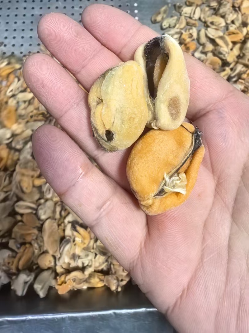 山东精品水产贻贝肉海虹肉海红肉新鲜供应大量批发