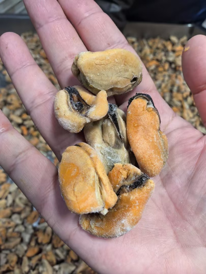 山东精品水产贻贝肉海虹肉海红肉新鲜供应大量批发