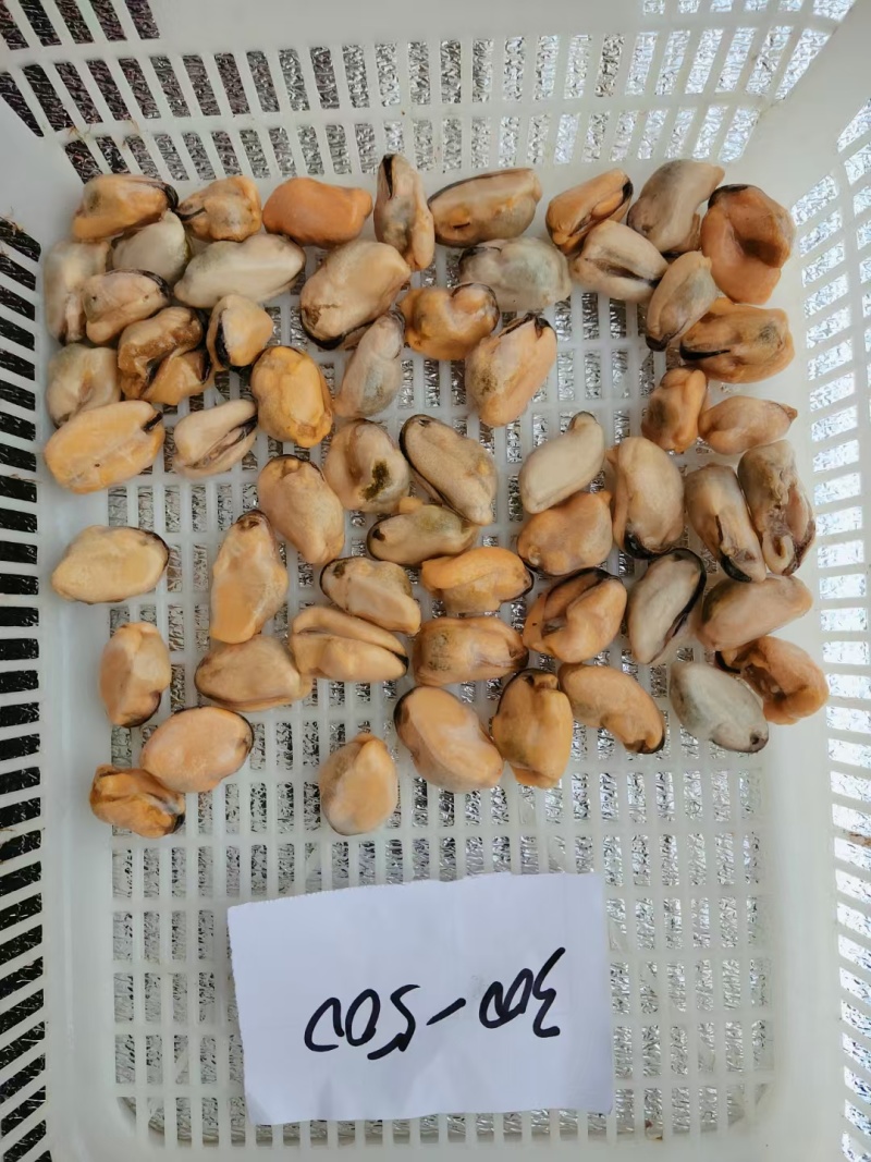 山东精品水产贻贝肉海虹肉海红肉新鲜供应大量批发