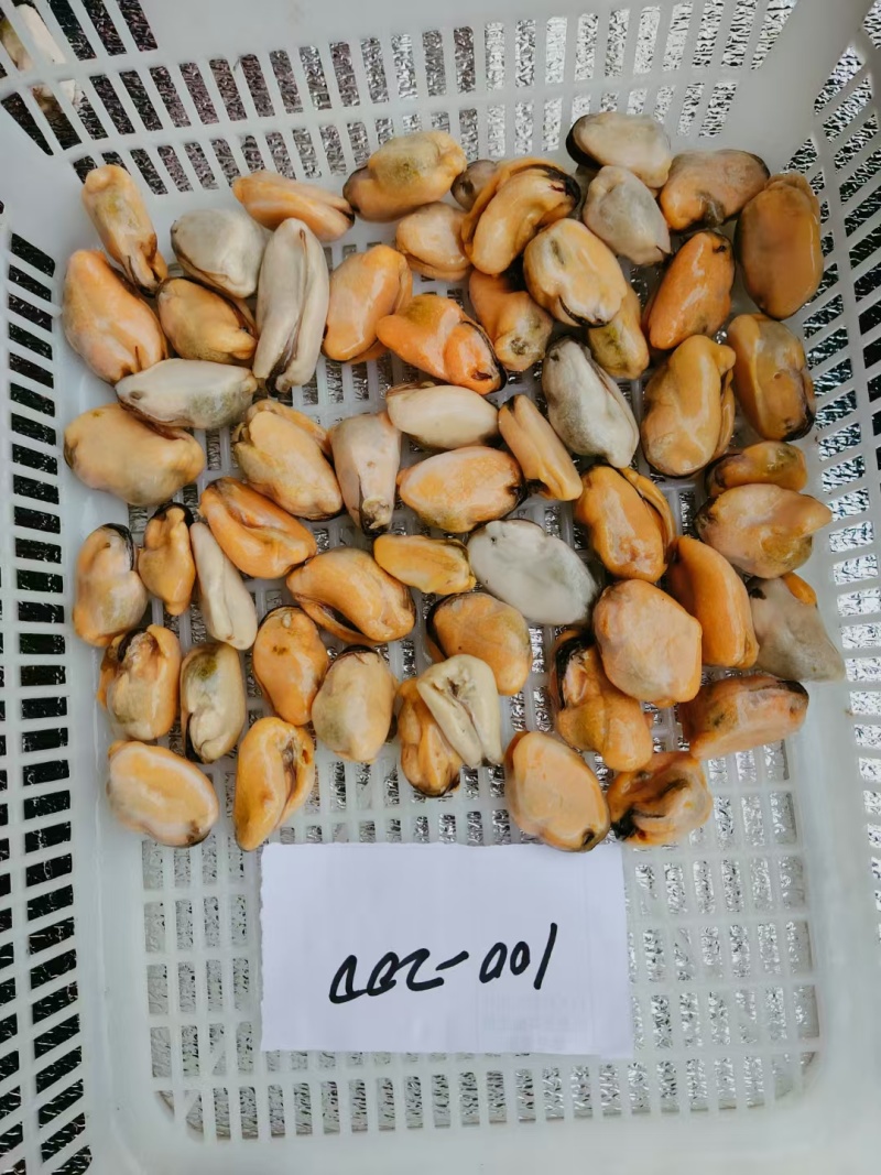 山东精品水产贻贝肉海虹肉海红肉新鲜供应大量批发