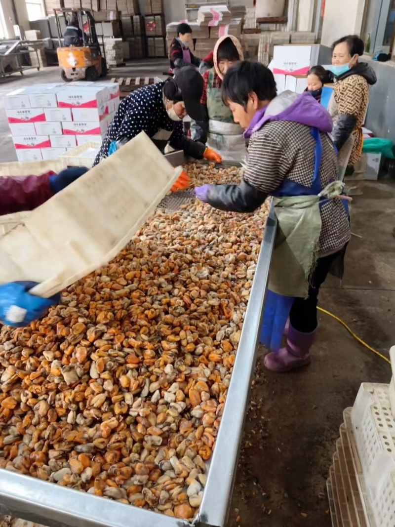 山东精品水产贻贝肉海虹肉海红肉新鲜供应大量批发