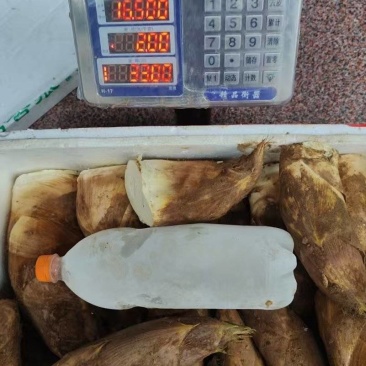 湖南毛竹春笋现挖现卖，半斤上切头部分包邮