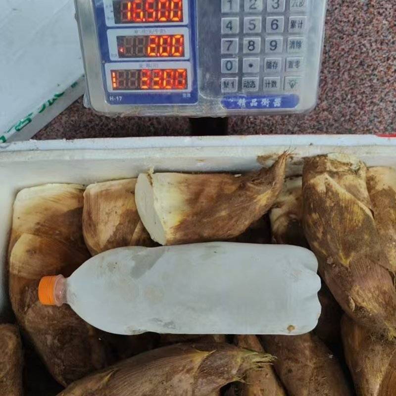 湖南毛竹春笋现挖现卖，半斤上切头部分包邮