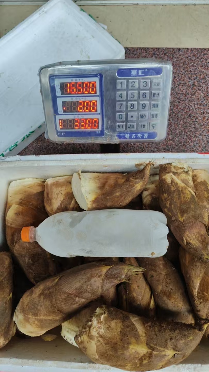 湖南毛竹春笋现挖现卖，半斤上切头部分包邮