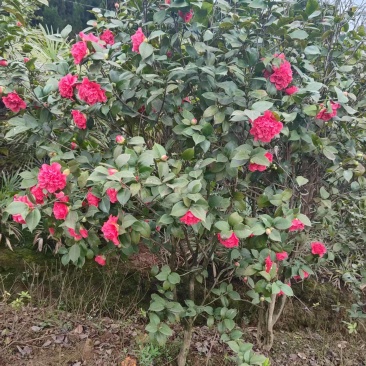茶花