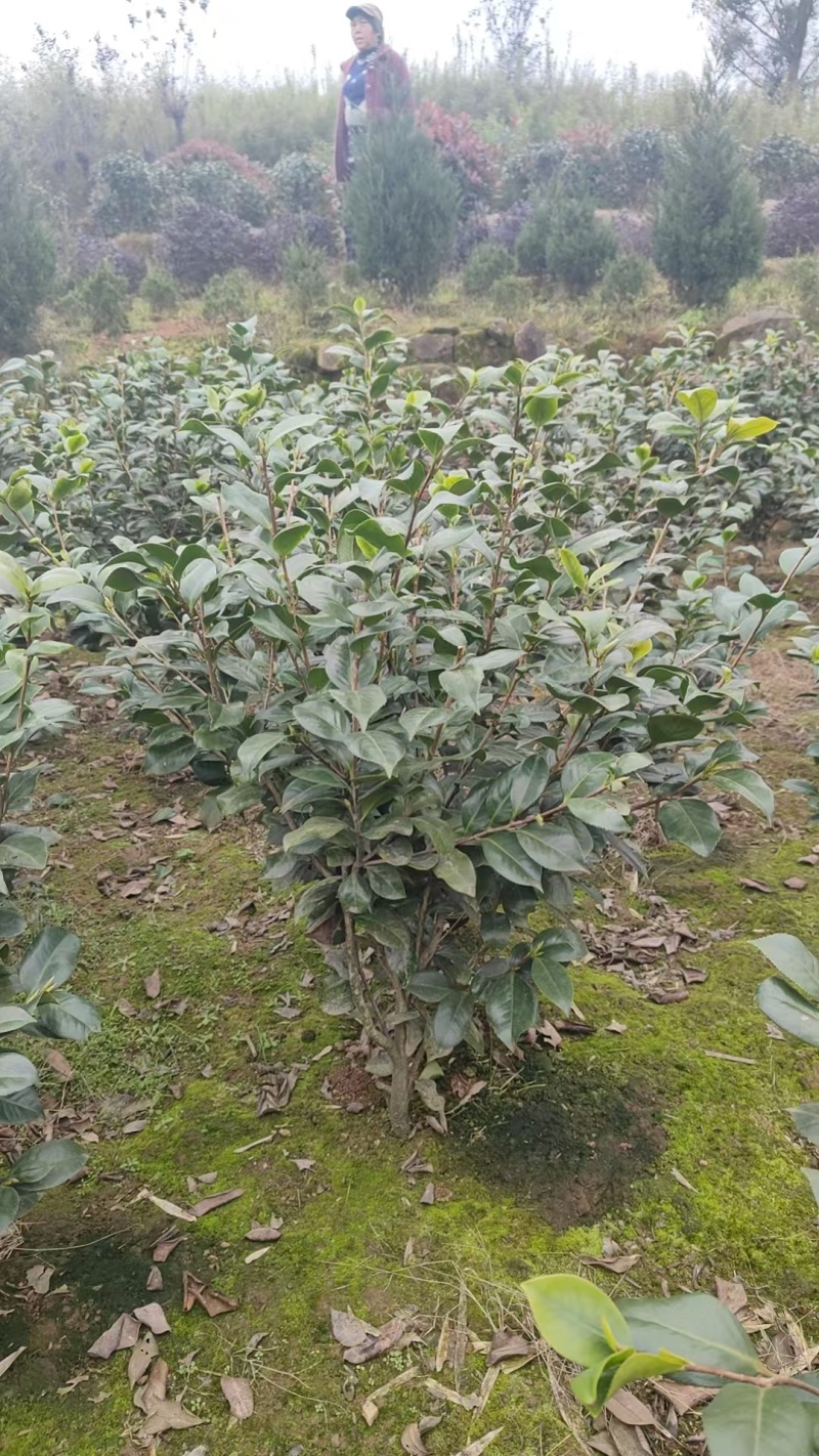 茶花