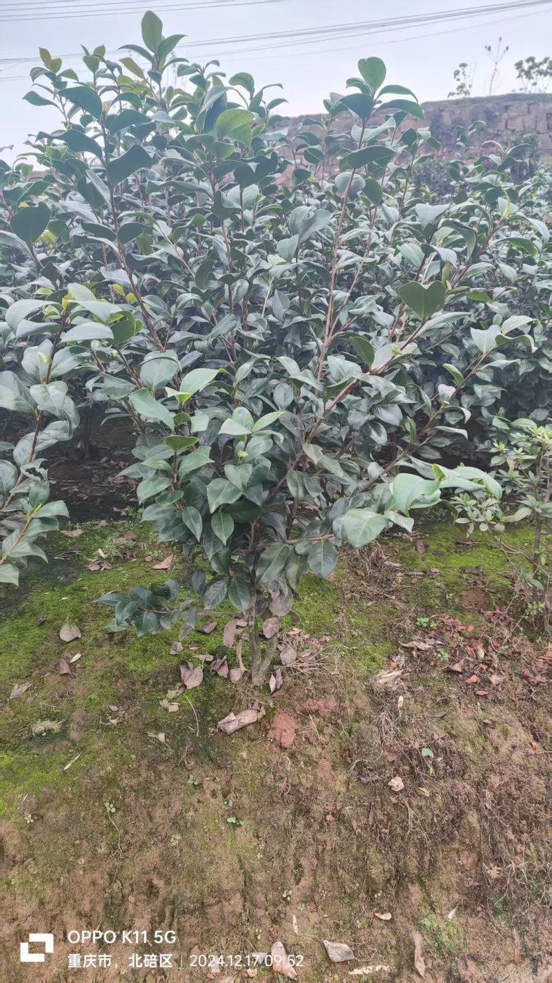 茶花