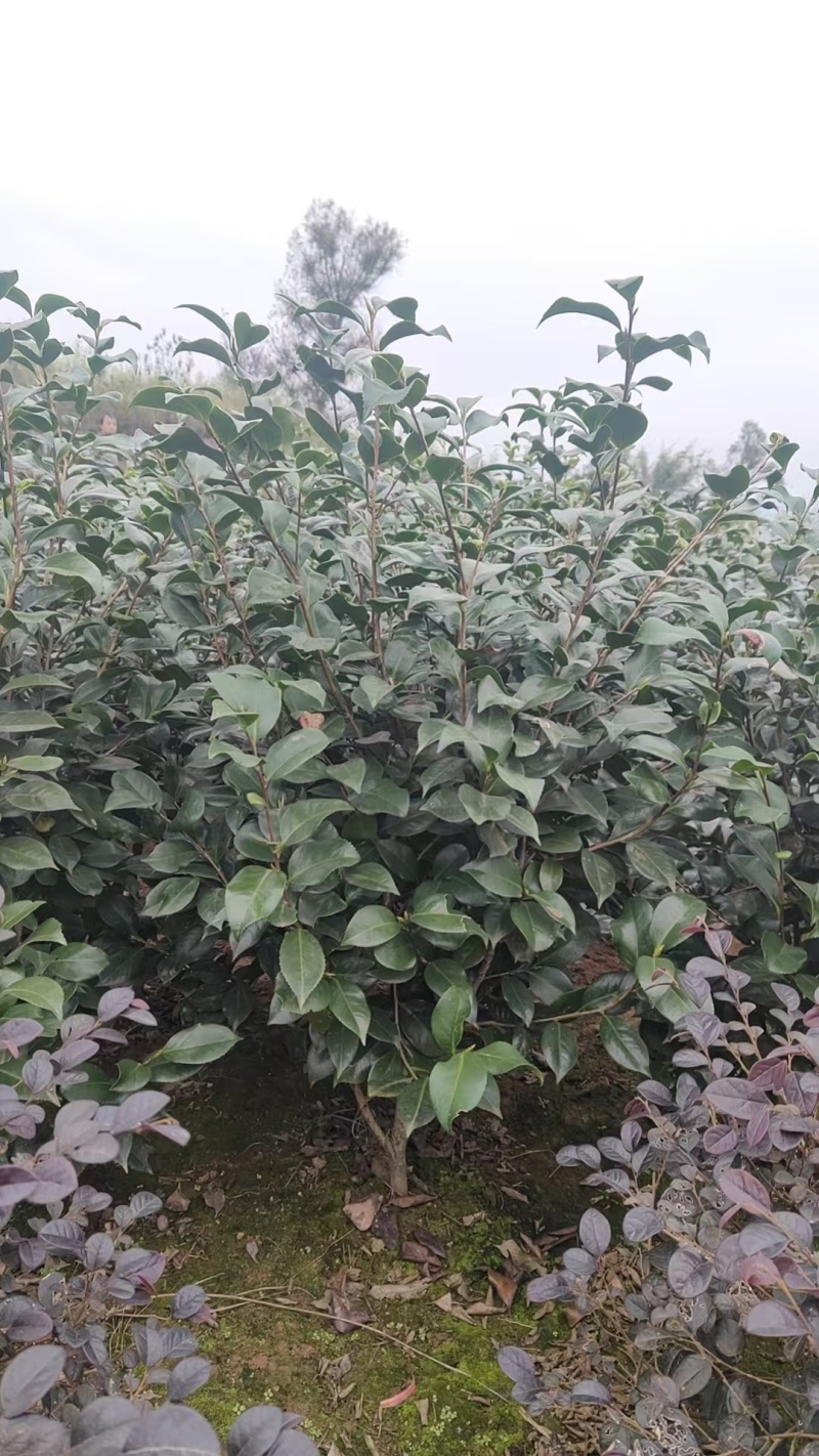 茶花