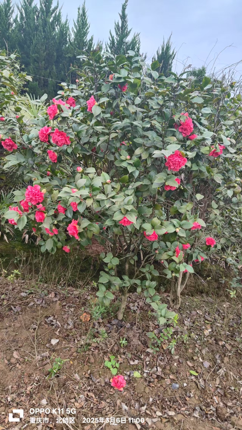 茶花