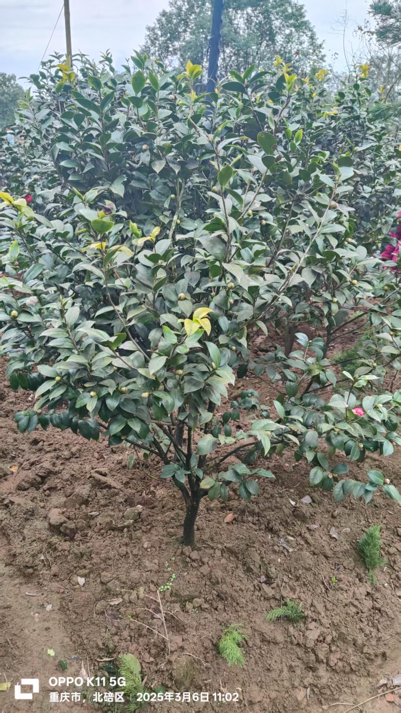 茶花