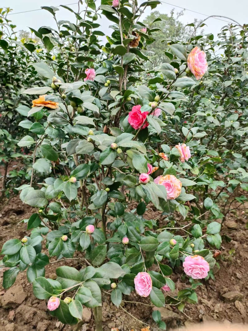 茶花