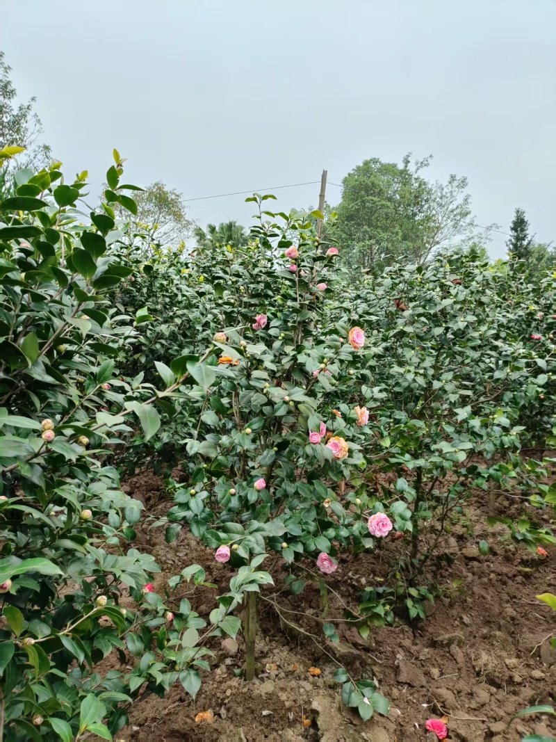 茶花