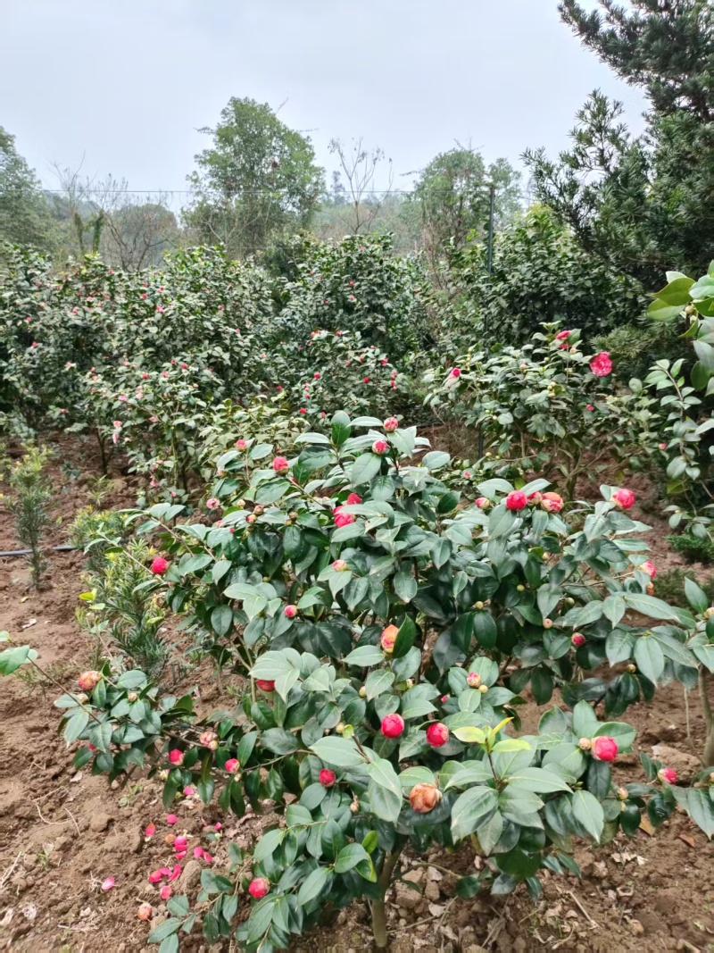 茶花