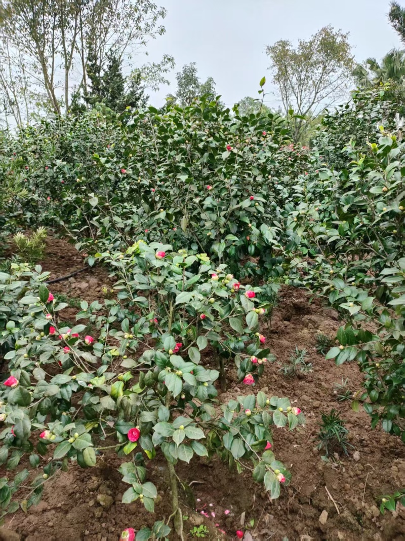茶花
