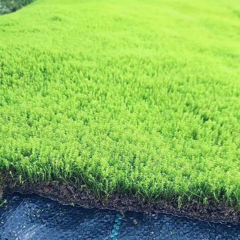 新鲜大棚种植，***无污染，健康绿色，多用途，快来选购！