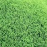新鲜大棚种植，***无污染，健康绿色，多用途，快来选购！