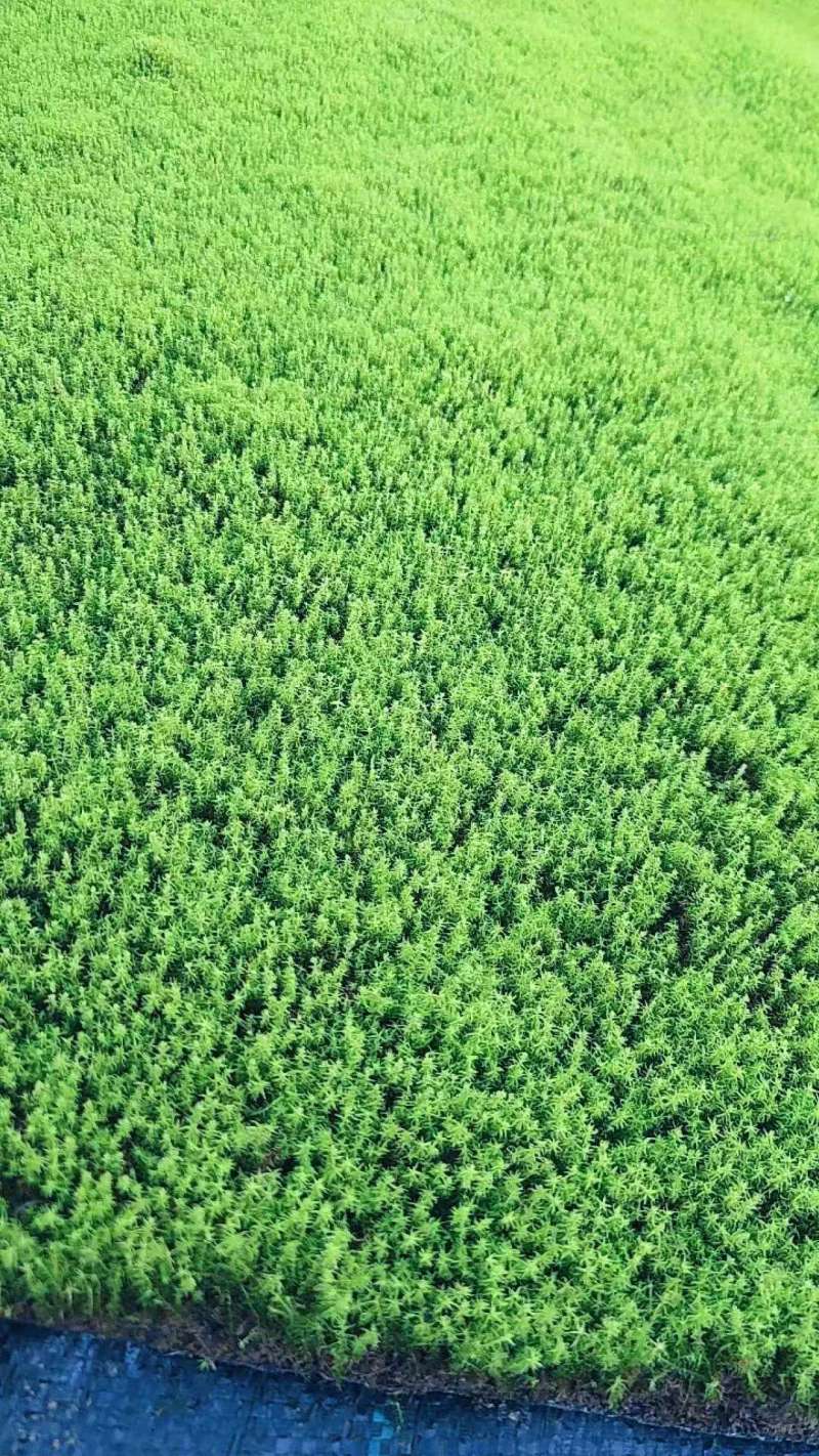 新鲜大棚种植，***无污染，健康绿色，多用途，快来选购！