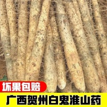 【广西贺州正宗】粉糯红皮淮山白心小叶煲汤火锅当季新鲜采挖