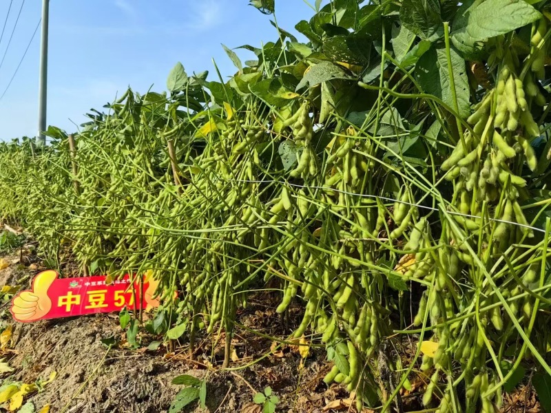中豆57大豆种子批发黄豆种矮杆抗病抗倒伏农科院