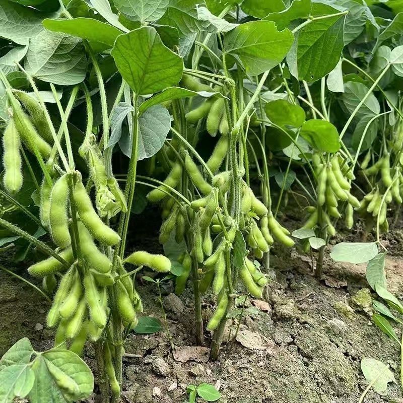 中豆57大豆种子批发黄豆种矮杆抗病抗倒伏农科院