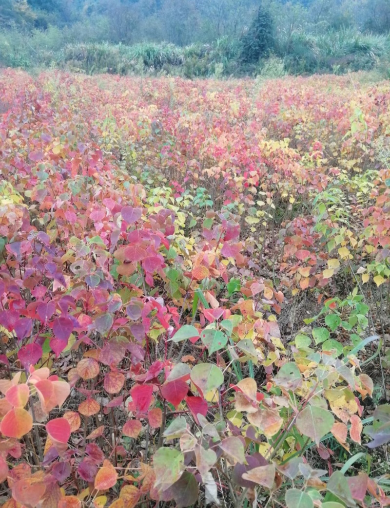 乌桕小苗1-15公分