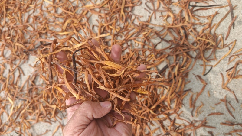 便宜黄花菜有需要的联系