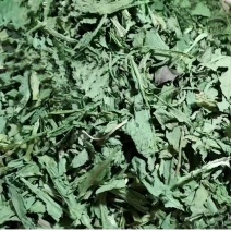 食叶草干莱