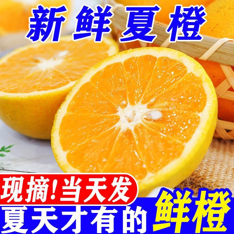 广西现摘夏橙当季新鲜橙子秭归脐橙水果当季脐橙手剥夏橙橙子