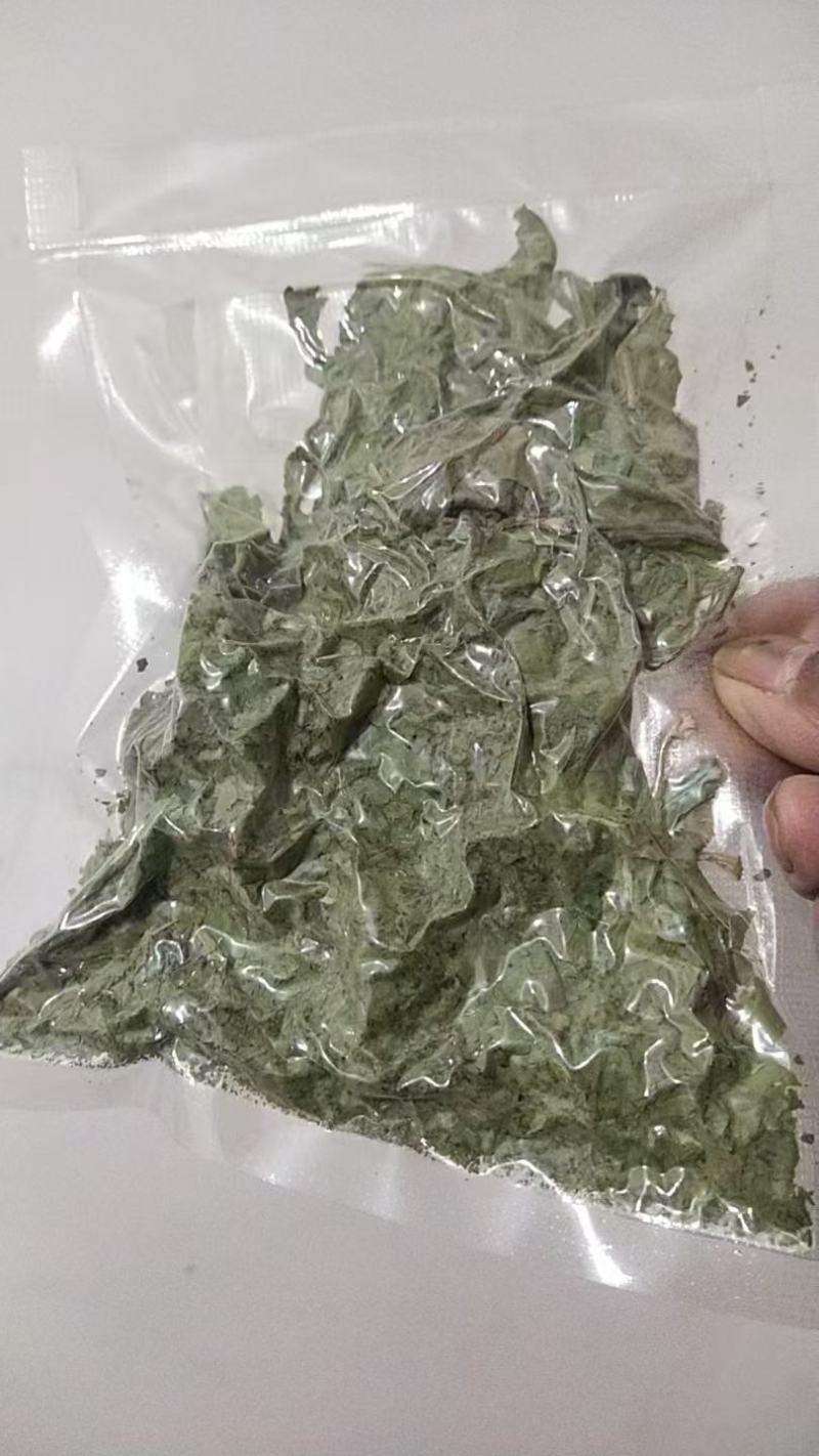 食叶草干莱