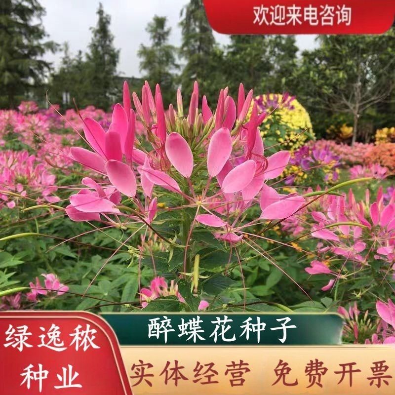 醉蝶花种子四季易种活阳台绿植盆栽庭院花卉种子花种子醉蝶花