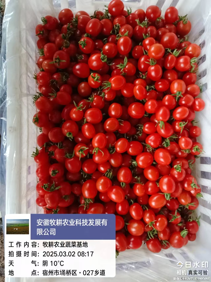 釜山88圣女果