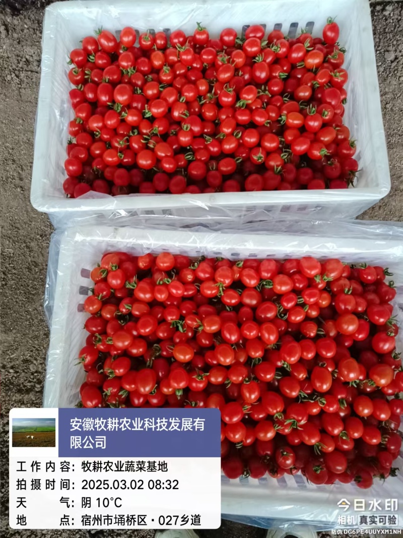 釜山88圣女果